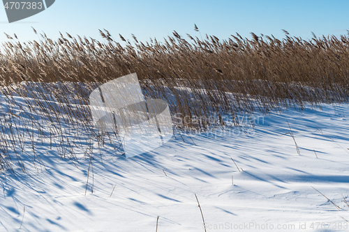 Image of Reeds in a snowy wetland