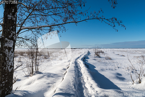 Image of Trail in a frozen wetland