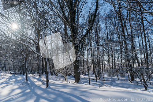 Image of Snowy sunlit forest