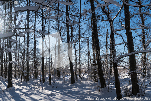 Image of Snowy Alder tree forest