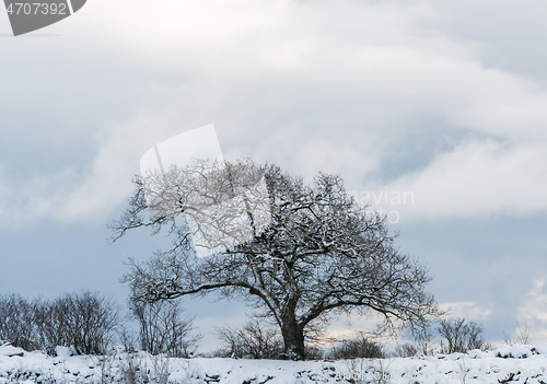 Image of Snow covered old oak tree