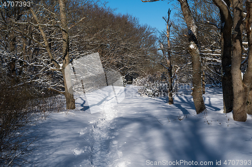 Image of Footpath through a snowy forest