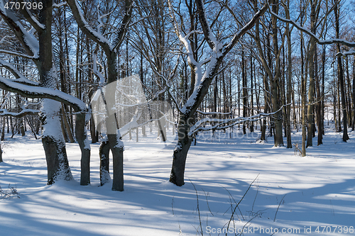 Image of Bright winterland in a forest