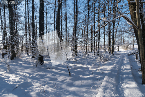 Image of Trail through a forest in winter season