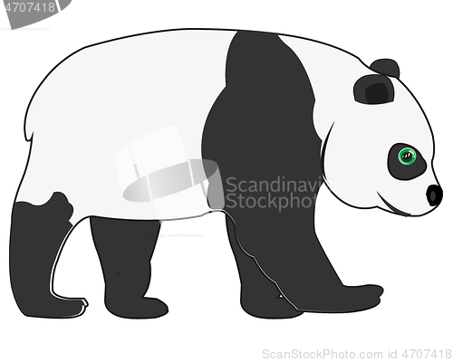 Image of Panda bear on white background is insulated