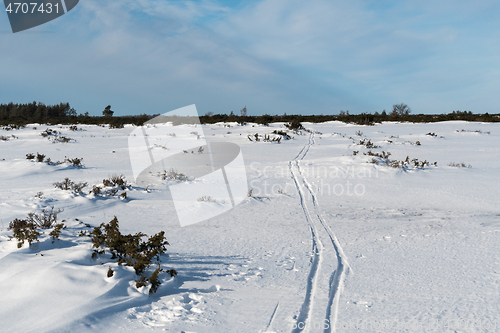 Image of Ski tracks in a great plain landscape with junipers