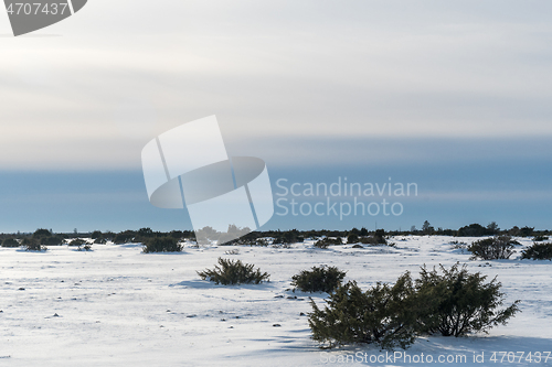 Image of Junipers i a great plain landscape in winter season