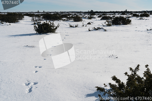 Image of Animal tracks in the snow