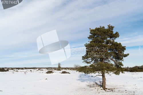 Image of Lone pine tree in a great plain landscape