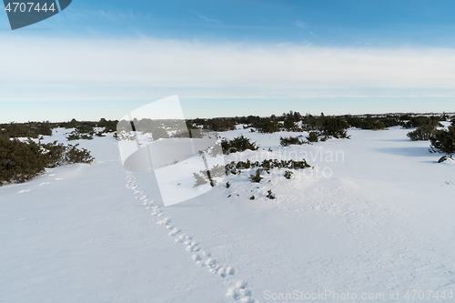 Image of Animal footprints into a plain landscape