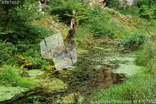 Image of Duckweed covered stream in Wutach Gorge, Germany