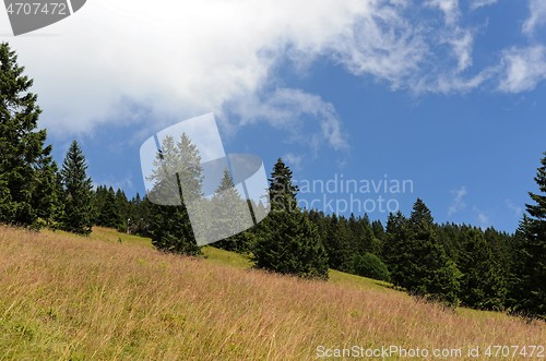 Image of Spruces on hillside on cloudy sky background on bright summer day