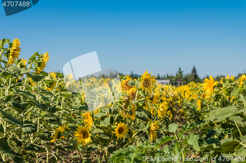 Image of Blooming sunflowers field in France, Europe