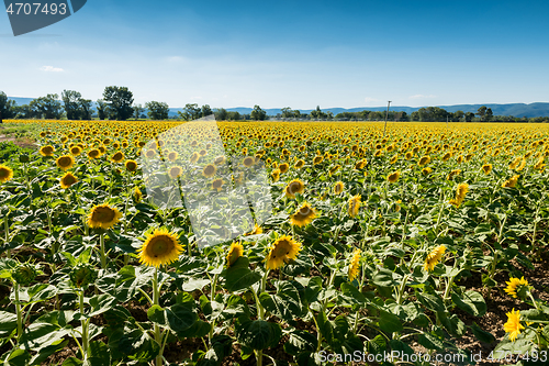 Image of Blooming sunflowers field in France, Europe