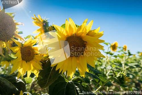 Image of Sunflowers against a blue sky