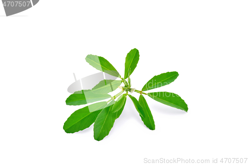 Image of Fenugreek sprig with flowers