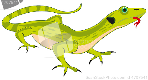 Image of Reptile animal lizard on white background is insulated