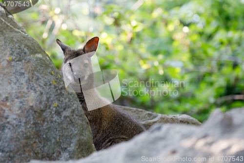 Image of Red-necked Wallaby kangaroo baby