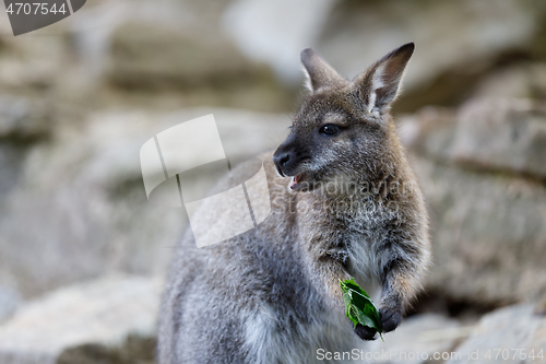 Image of Red-necked Wallaby kangaroo baby