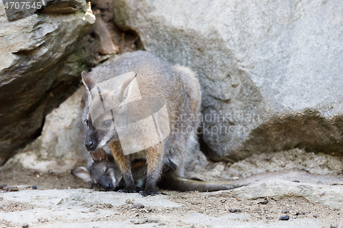 Image of female of kangaroo with small baby in bag