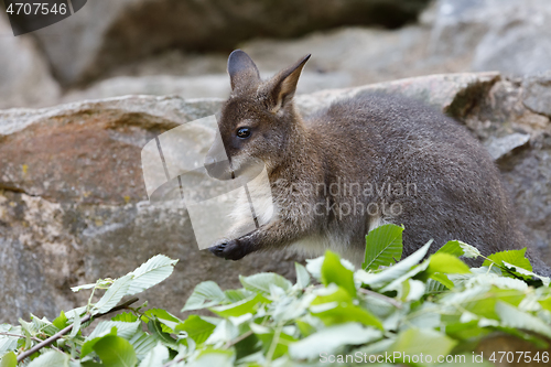 Image of Red-necked Wallaby kangaroo baby graze