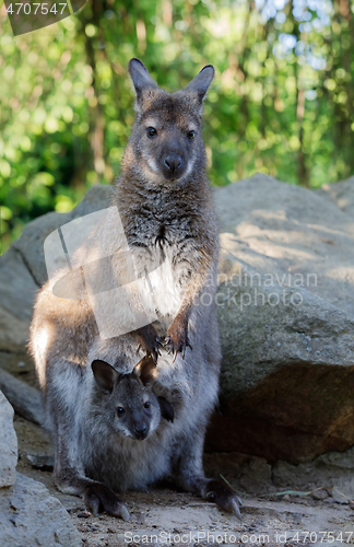 Image of female of kangaroo with small baby in bag