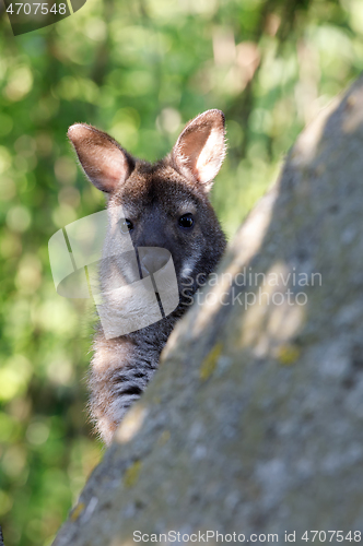 Image of Red-necked Wallaby kangaroo baby