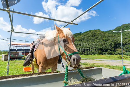 Image of Horse in the field