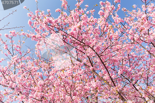 Image of Sakura with blue sky