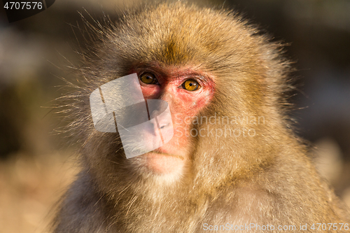 Image of Monkey in forest