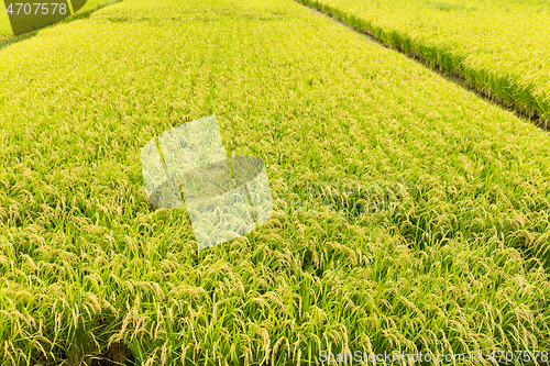 Image of Paddy rice field