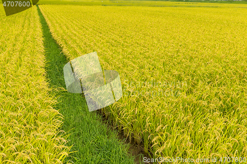 Image of Green paddy rice field