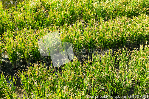 Image of Paddy rice field