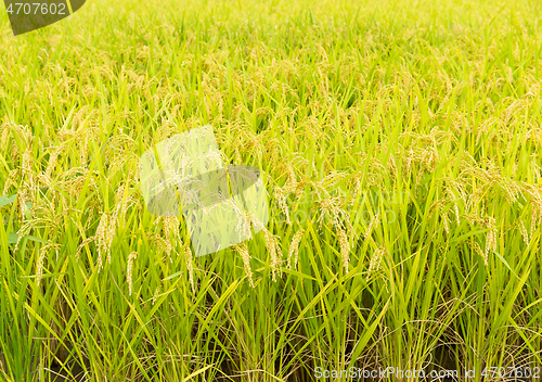 Image of Rice field