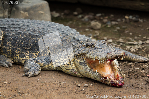 Image of Crocodile with injured Mouth