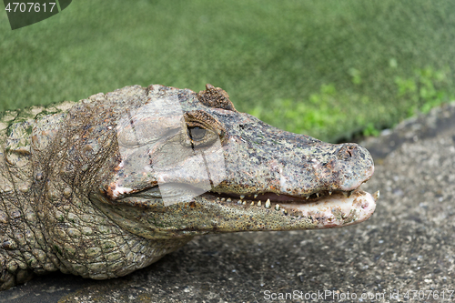 Image of Crocodile