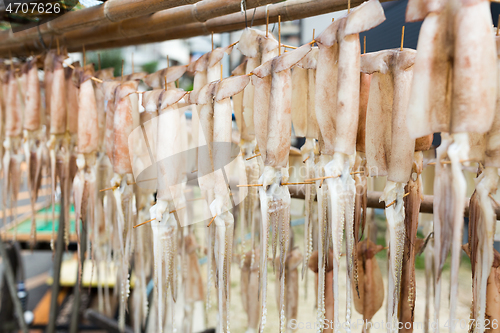 Image of Hang on the squid