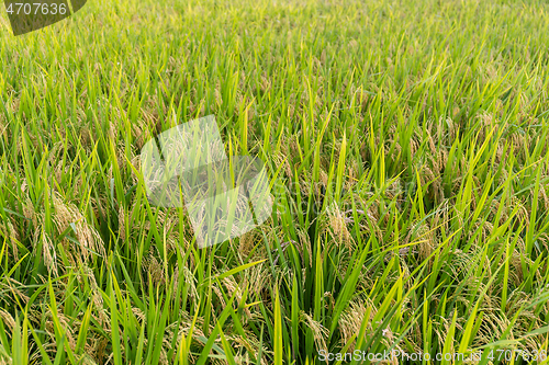 Image of Planting Paddy rice filed