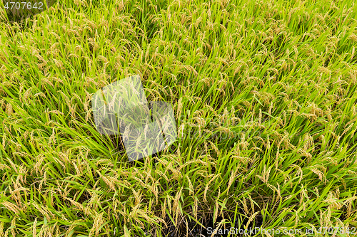 Image of Fresh Rice meadow