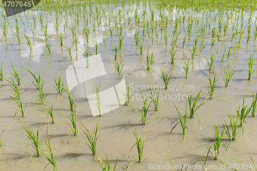 Image of Rice field in new planting season