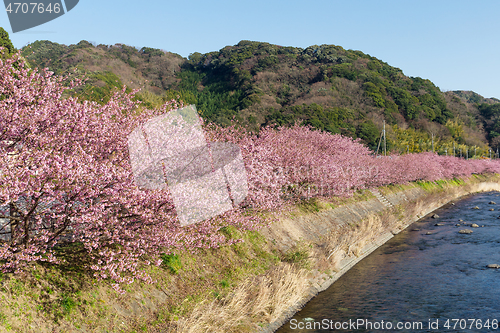 Image of Sakura tree