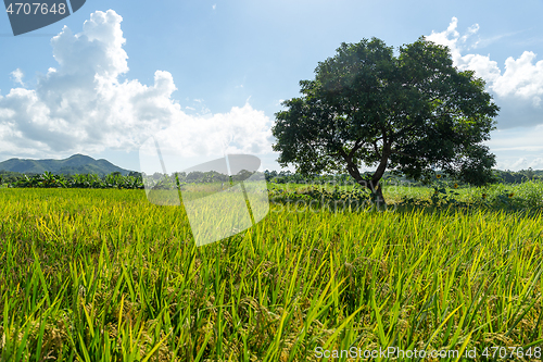 Image of Rice field and tree