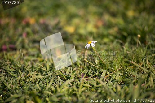 Image of Little white daisy flower