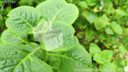 Image of Fresh green Indian borage plant