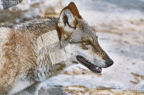 Image of Portrait of wolf