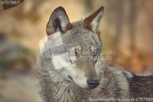 Image of Portrait of wolf