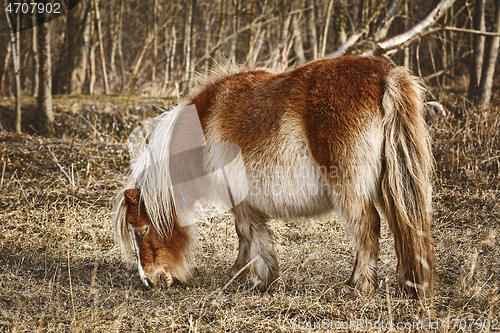 Image of Little Brown Pony