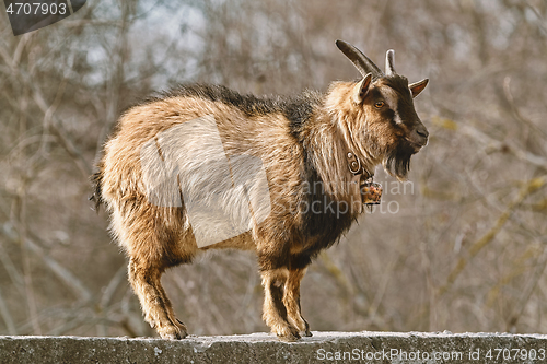 Image of Goat on the fence