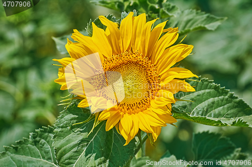 Image of Sunflower against Green