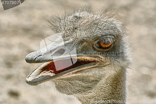 Image of Portrait of Ostrich